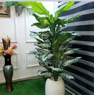 Artificial Grass Carpet. Available in Bulk. Different Sizes and Colour