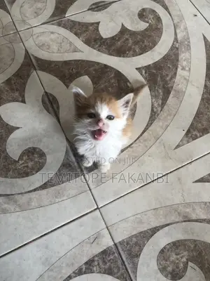 1-3 months Female Mixed Breed Persian