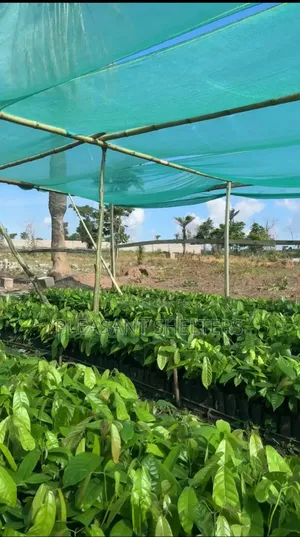 Coa Republiq - Cocoa Farmland For Sale