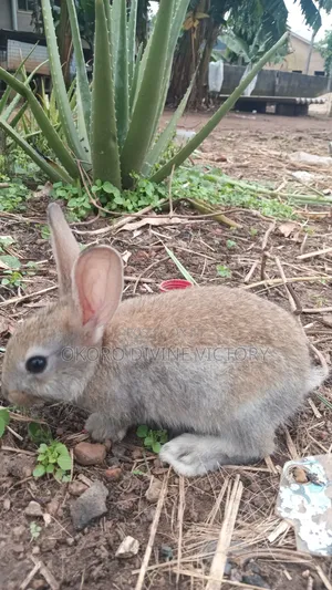 Chinchillas Breeds of Rabbits