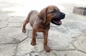 1-3 months Male Mixed Breed Boerboel