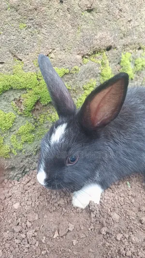 Exotic Bunnies