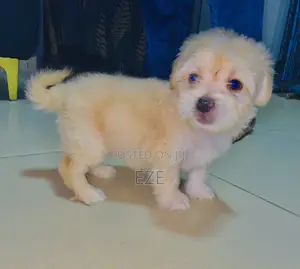 1-3 months Male Purebred Lhasa Apso
