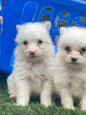 1-3 months Male Purebred American Eskimo