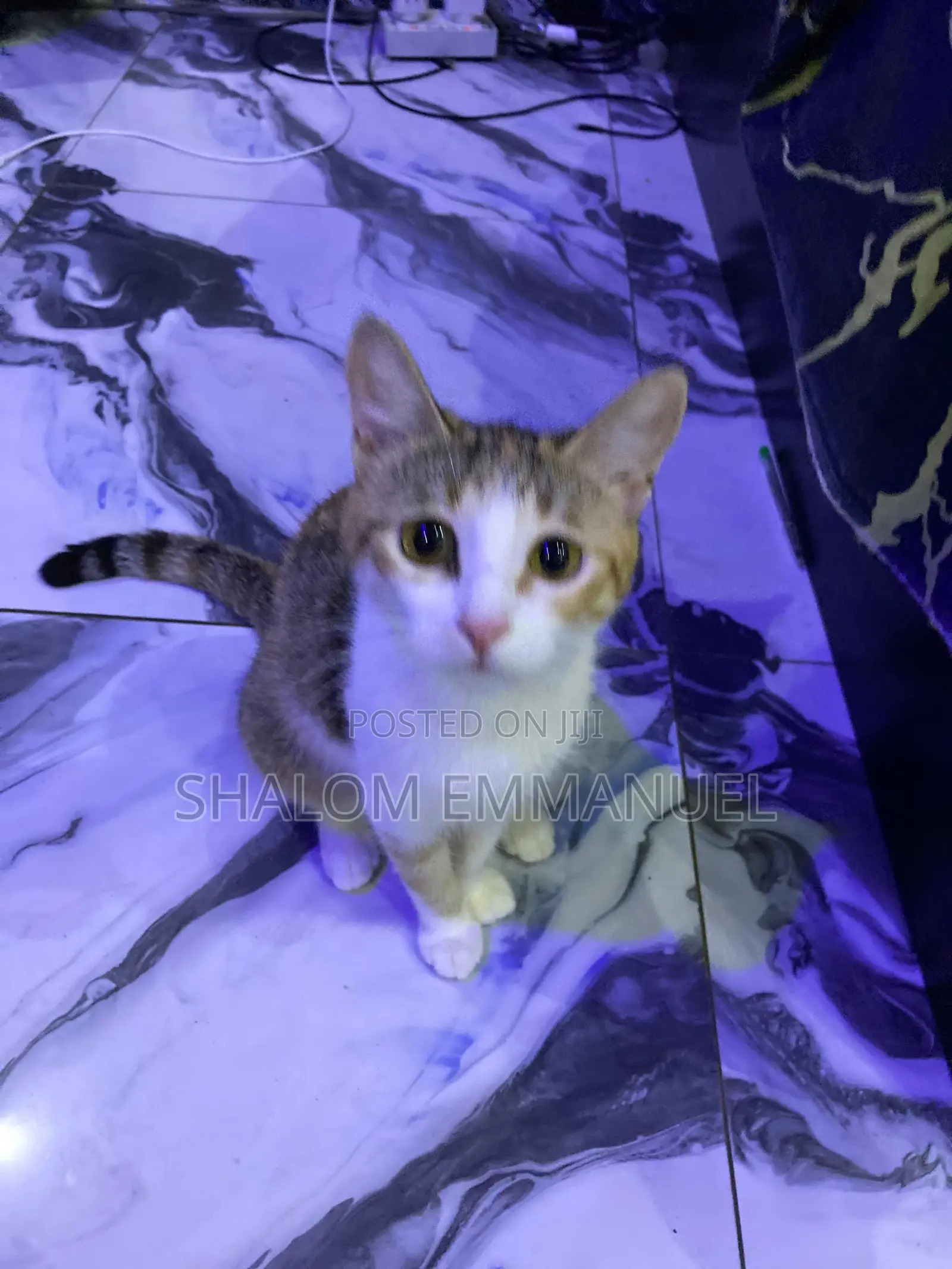 Pet Sitter