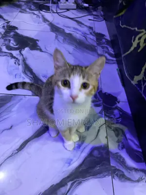 Pet Sitter