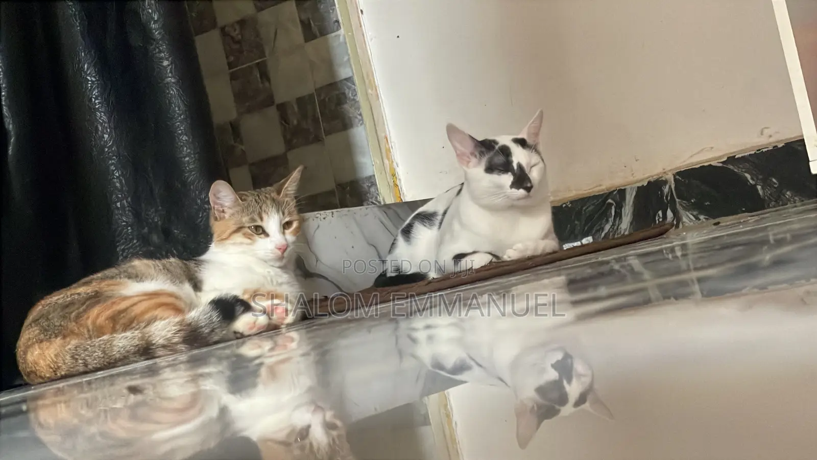 Pet Sitter