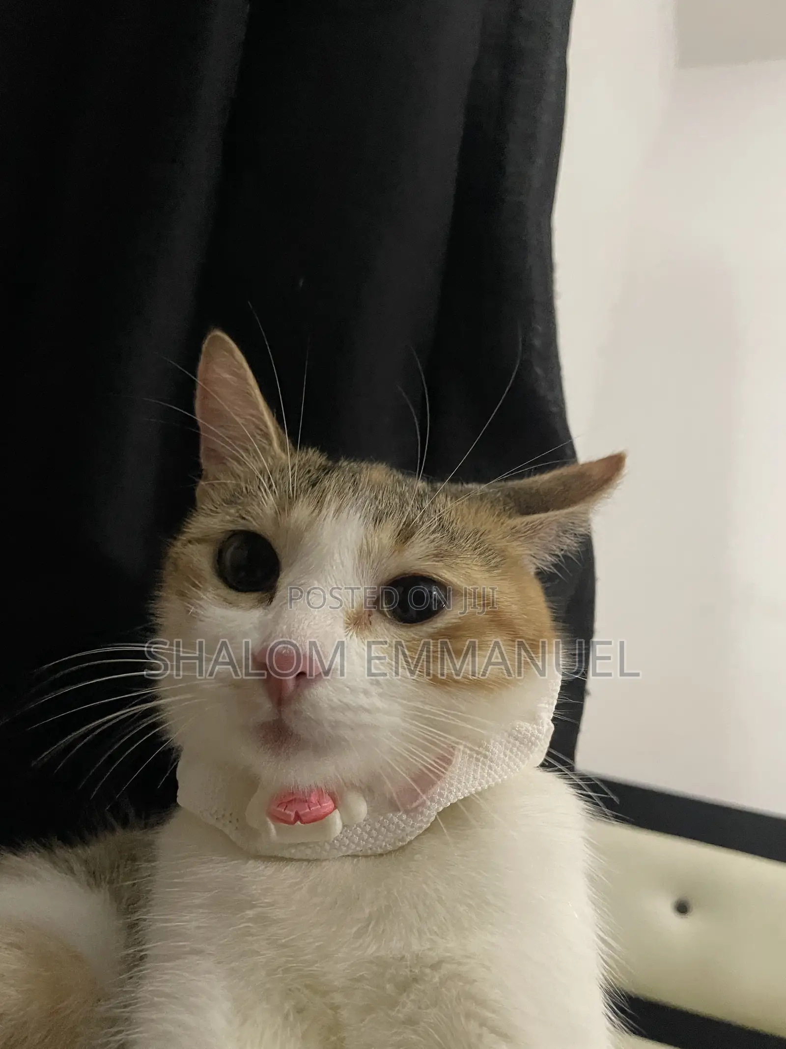 Pet Sitter