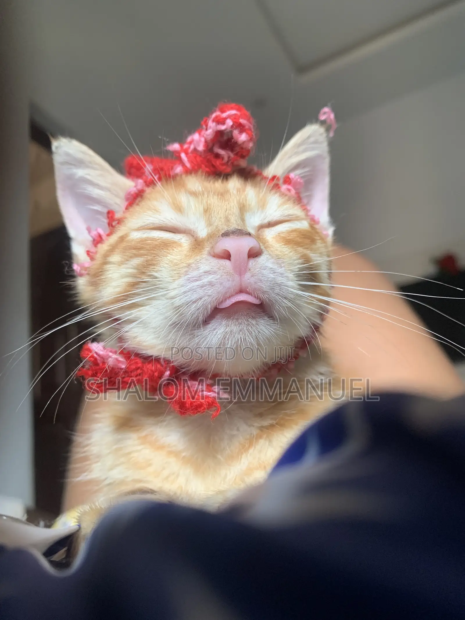 Pet Sitter