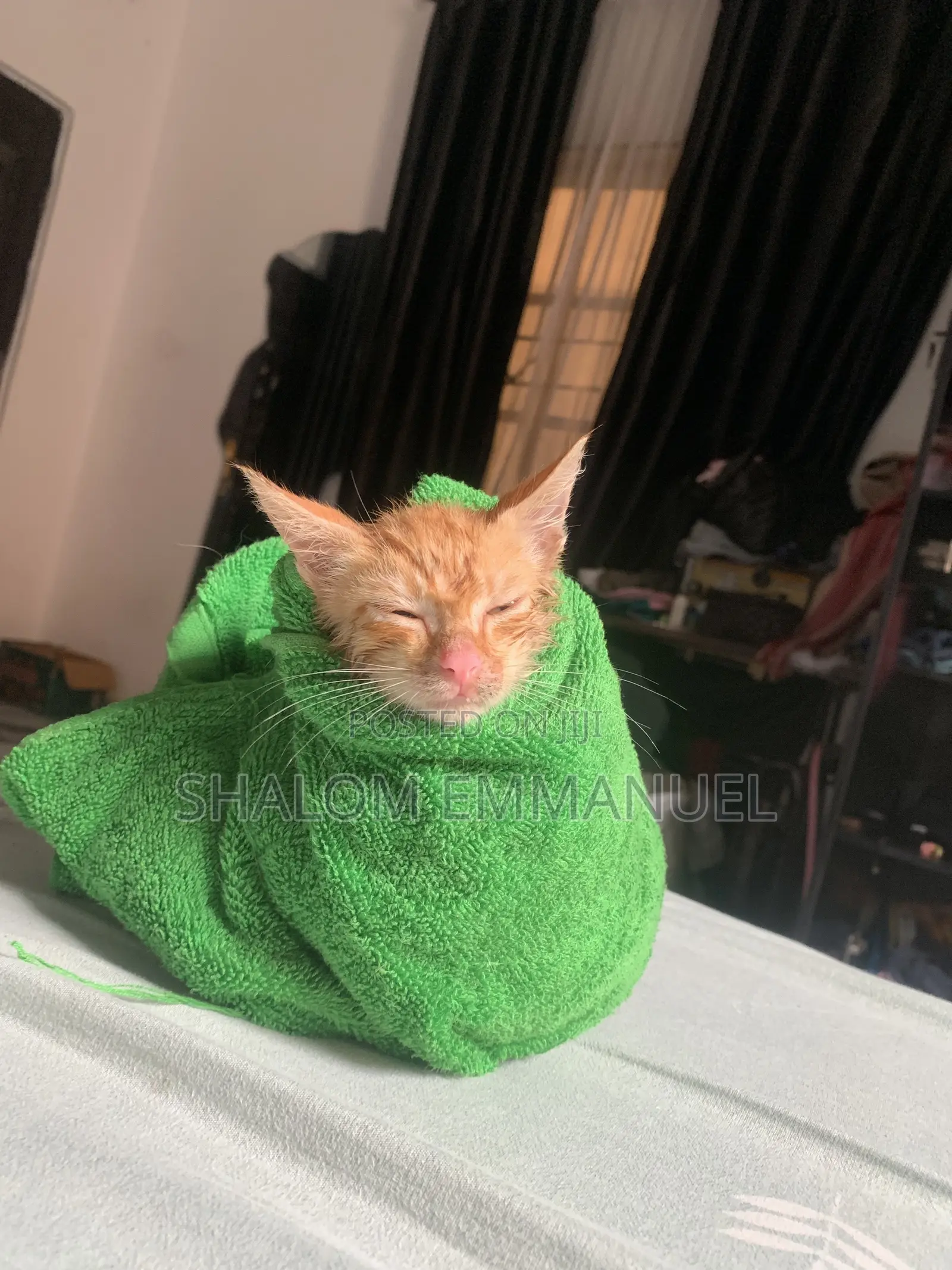 Pet Sitter