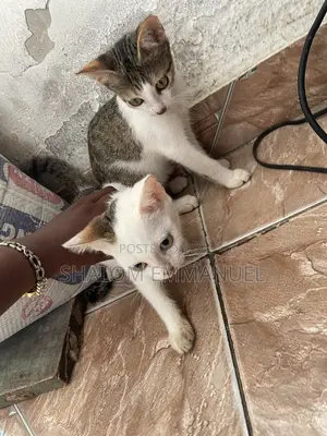 Pet Sitter