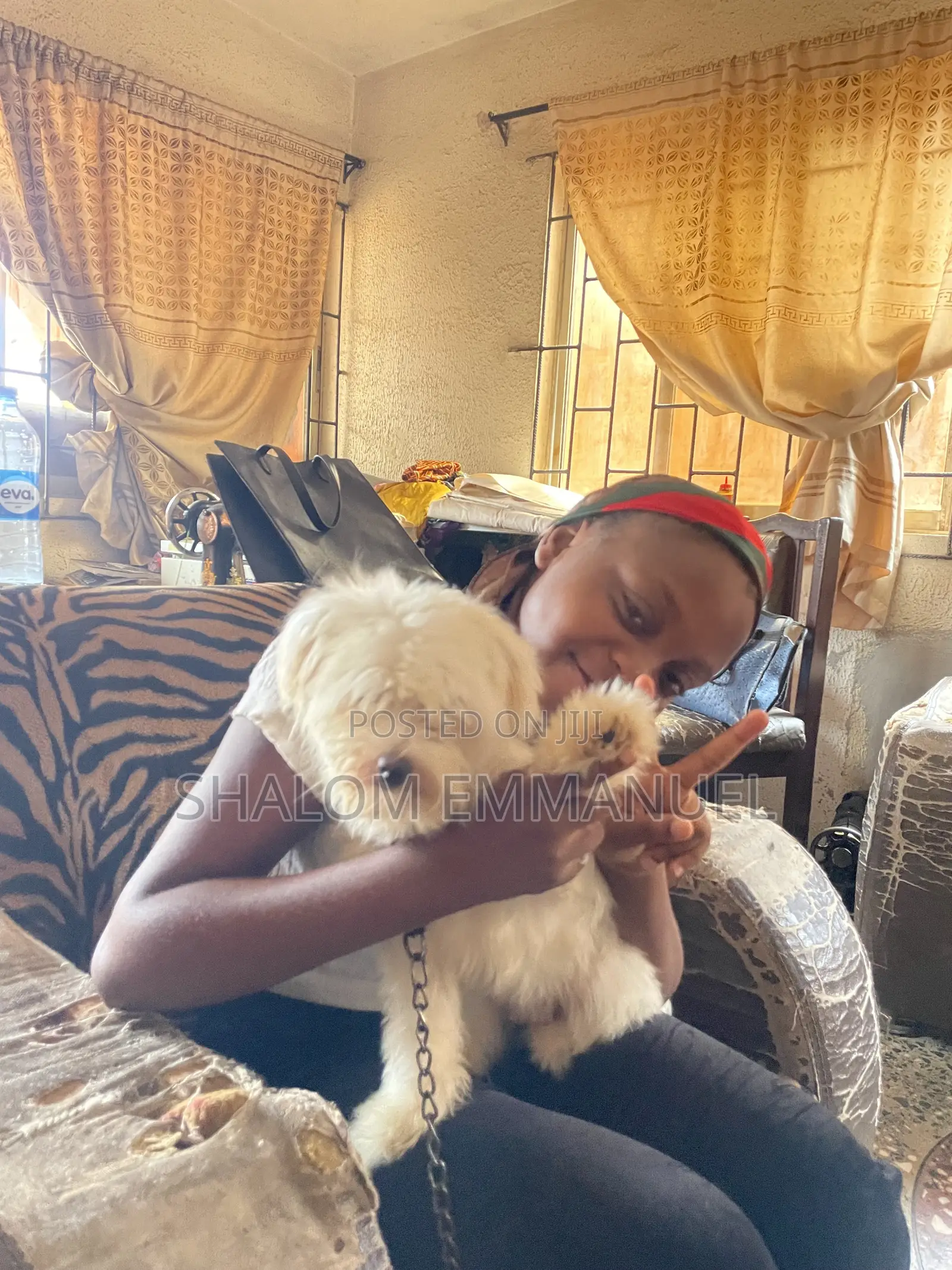 Pet Sitter