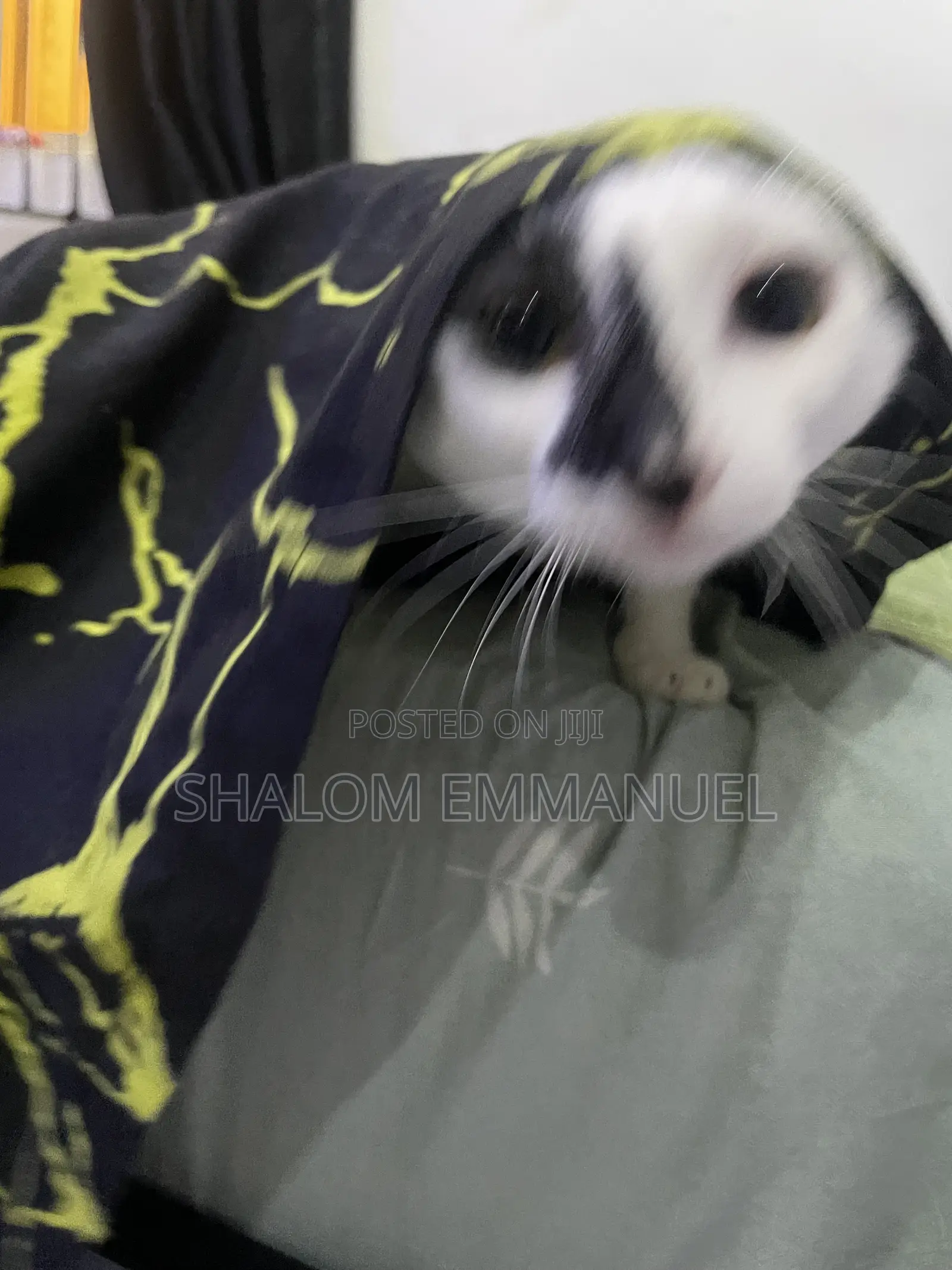 Pet Sitter