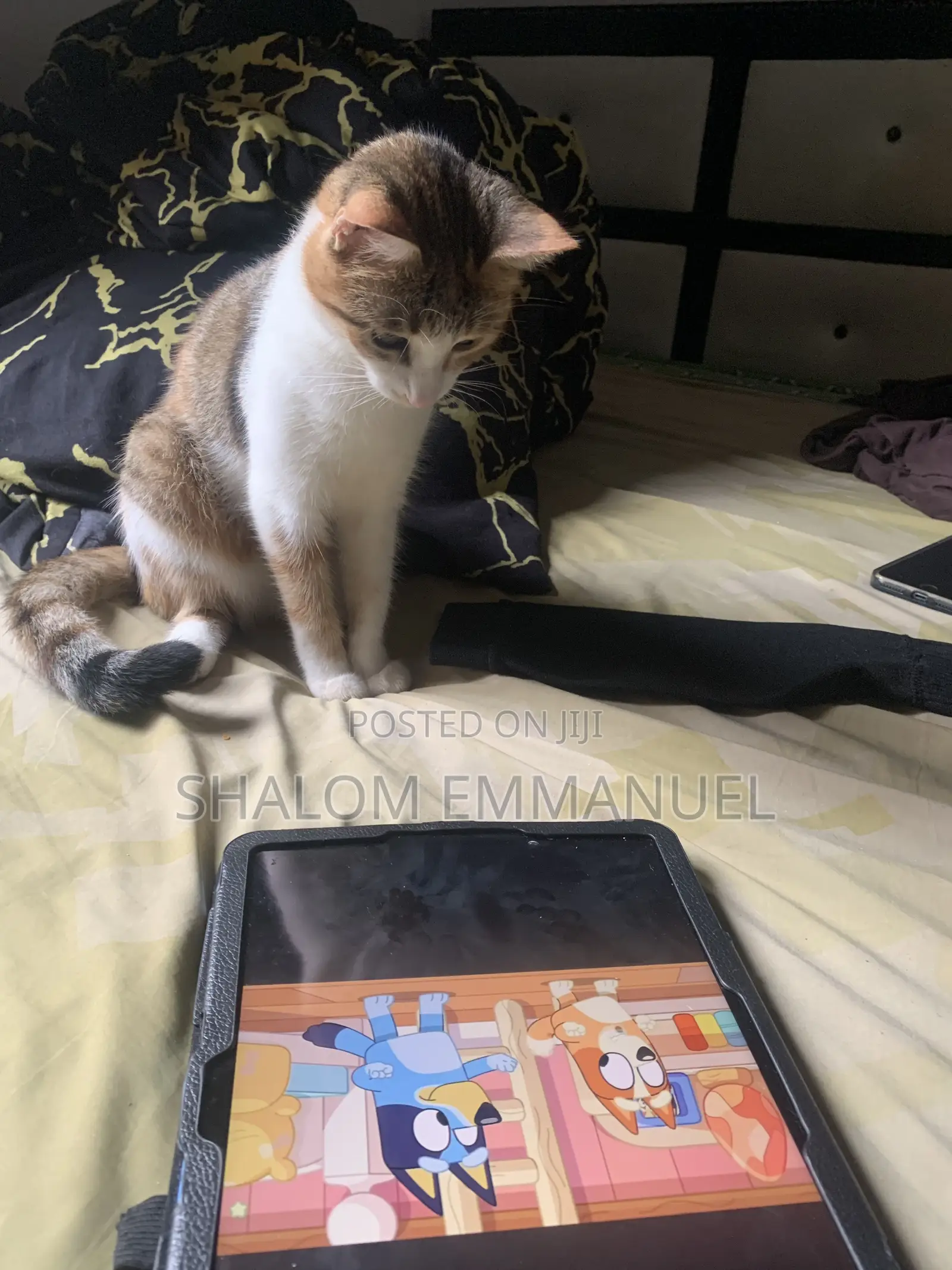 Pet Sitter