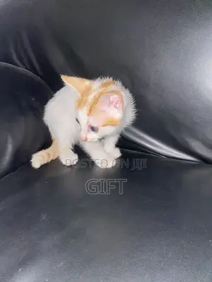 1-3 months Female Purebred American Shorthair