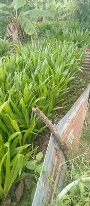 Hybrid Oil Palm Seedlings (Tenera, Supergene)