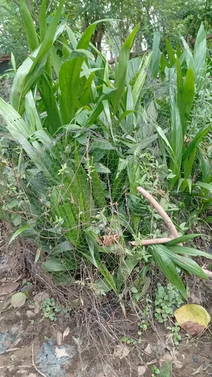 Hybrid Tenera Oil Palm Seedlings