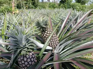 Premium Smooth Cayenne Pineapple Suckers Available for Sale