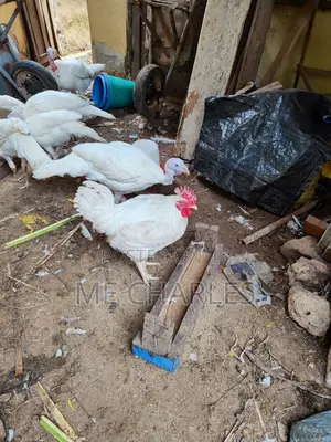 Live and Cold Room Chicken and Turkey for Sale
