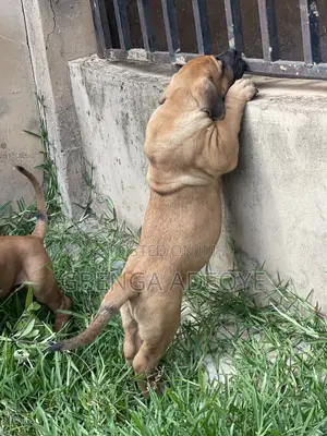 1-3 months Female Purebred Boerboel