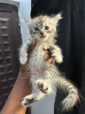 1-3 months Female Purebred Persian