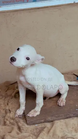 1-3 months Female Purebred American Pit Bull Terrier