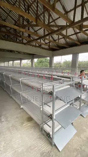 Broiler Cages With Manure Belt Remover
