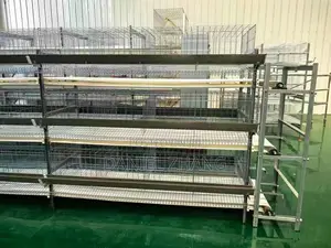H Type Layer Cages With Manure Belt Remover