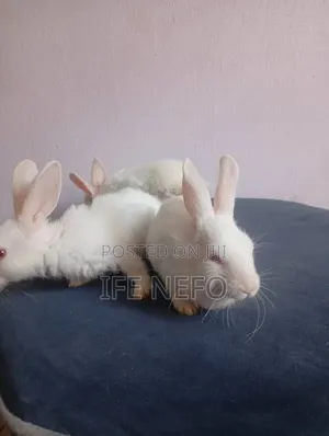 Rabbits for Sale