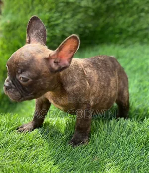 1-3 months Male Purebred French Bulldog