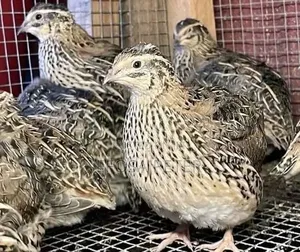 Quail Factory
