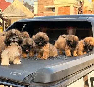 1-3 months Female Purebred Shih Tzu