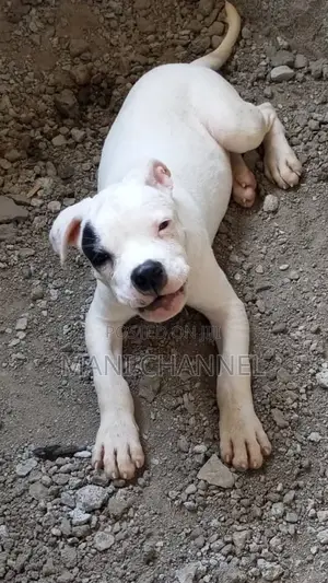 3-6 months Male Purebred Dogo Argentino