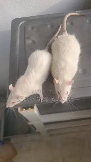 White Rat for Sell