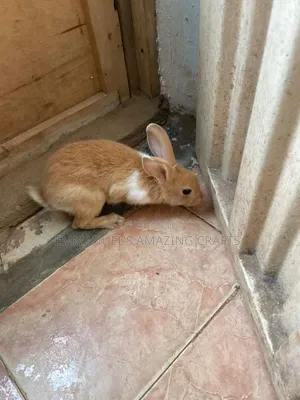 Rabbits for Sale