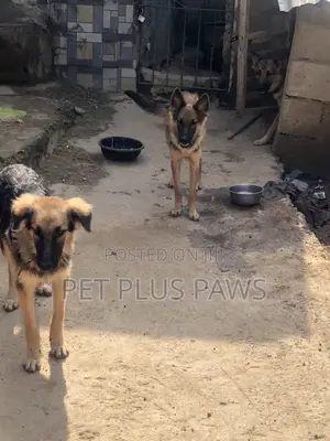 3-6 months Female Purebred German Shepherd