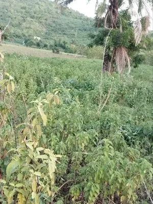 6 Acres of Fertile Farmland Available at Odooto Off Iseyin Okeho Road