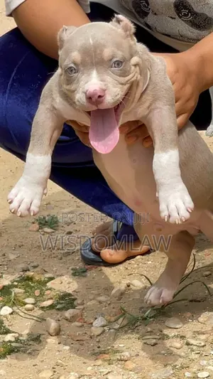 1-3 months Male Purebred American Bully