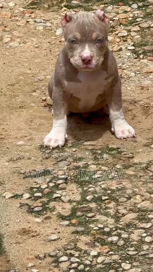 1-3 months Male Purebred American Bully