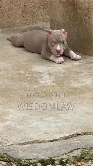 1-3 months Male Purebred American Bully