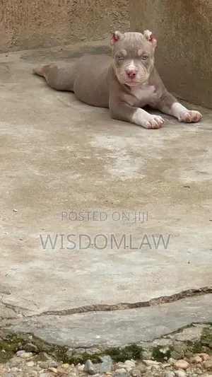 1-3 months Male Purebred American Bully