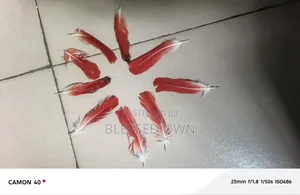 Parrot Feathers (Ikode)