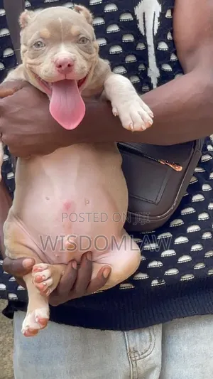 1-3 months Male Purebred American Bully