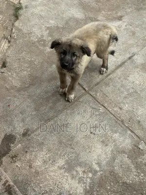 1-3 months Male Purebred Caucasian Shepherd