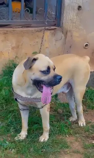 6-12 months Male Purebred Boerboel