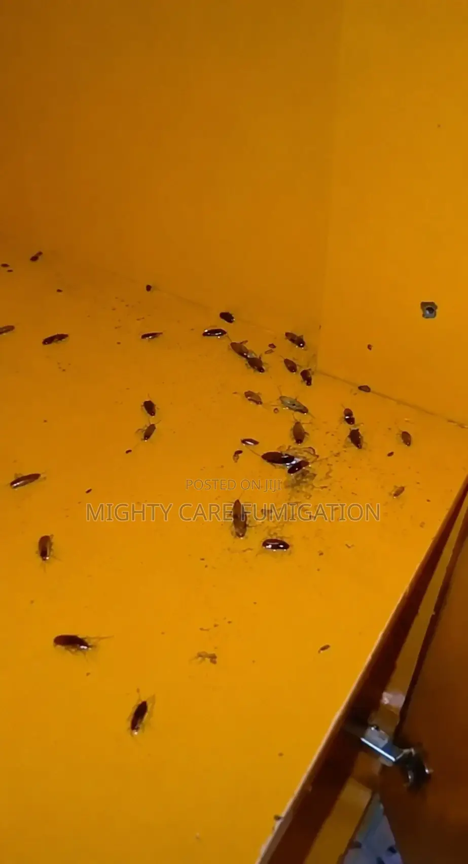 Fumigation Services
