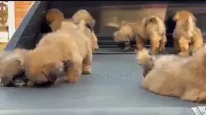 1-3 months Female Purebred Shih Tzu