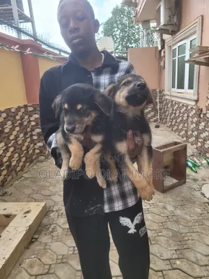 1-3 months Female Purebred German Shepherd