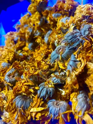 Calendula Plant
