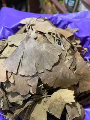 Gingko Biloba
